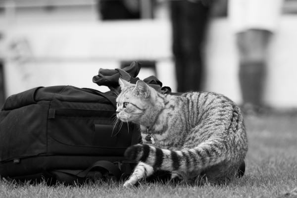Er waren zelfs twee belangstellende katten aanwezig in Oegstgeest. Deze viervoeter kijkt aandachtig toe